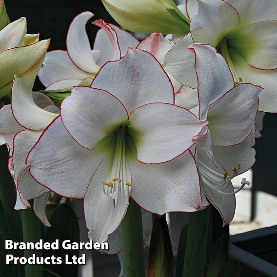 Amaryllis 'Picotee'