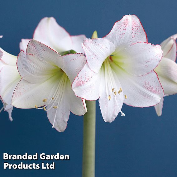 Amaryllis 'Picotee'