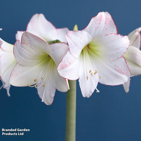 Amaryllis 'Picotee'