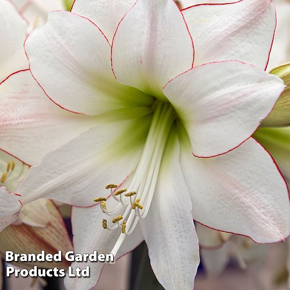 Amaryllis 'Picotee'