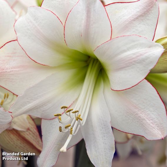 Amaryllis 'Picotee'