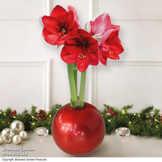 Amaryllis In Globe