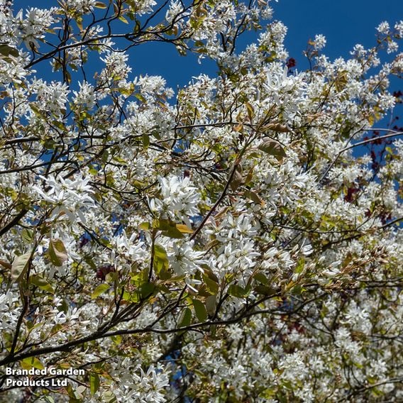 Amelanchier 'Ballerina'