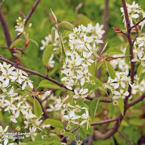 Amelanchier canadensis (Hedging)