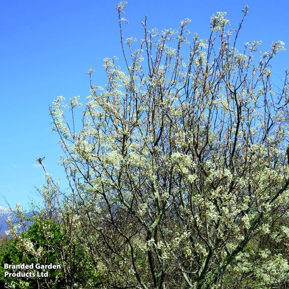 Amelanchier canadensis (Hedging)