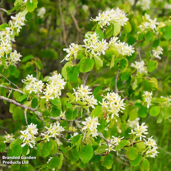 Amelanchier canadensis (Hedging)