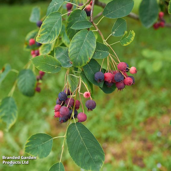 Amelanchier canadensis (Hedging)