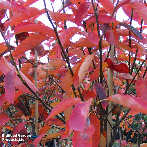 Amelanchier canadensis (Hedging)