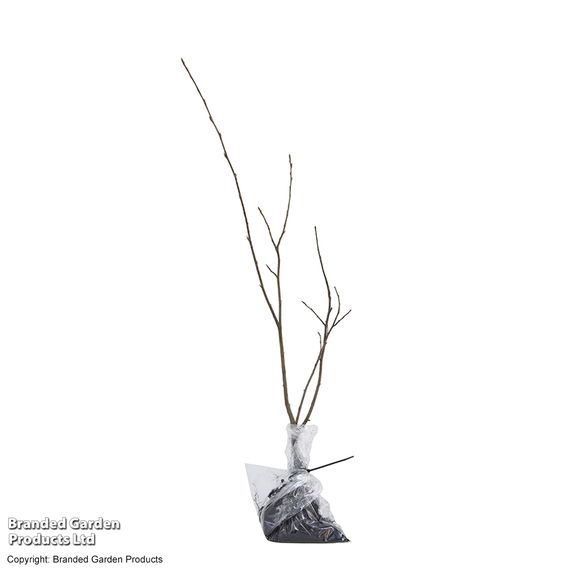 Amelanchier canadensis (Hedging)