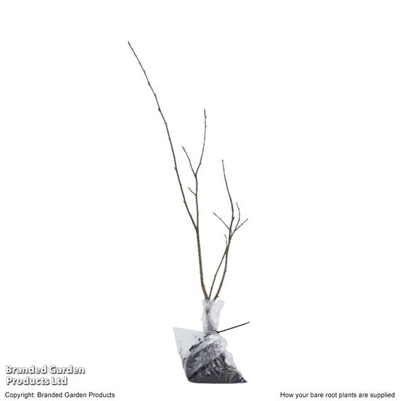 Amelanchier canadensis (Hedging)