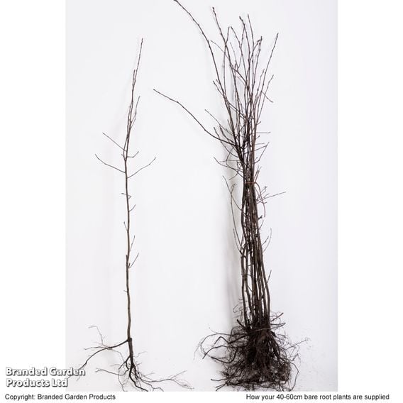 Amelanchier lamarckii (Hedging)