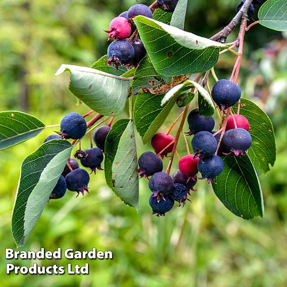 Amelanchier Lamarckii