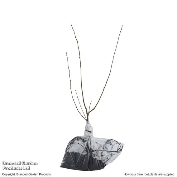 Amelanchier lamarckii (Hedging)