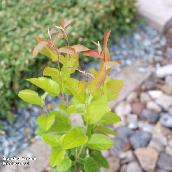 Amelanchier 'Rainbow Pillar' (Mature Tree)
