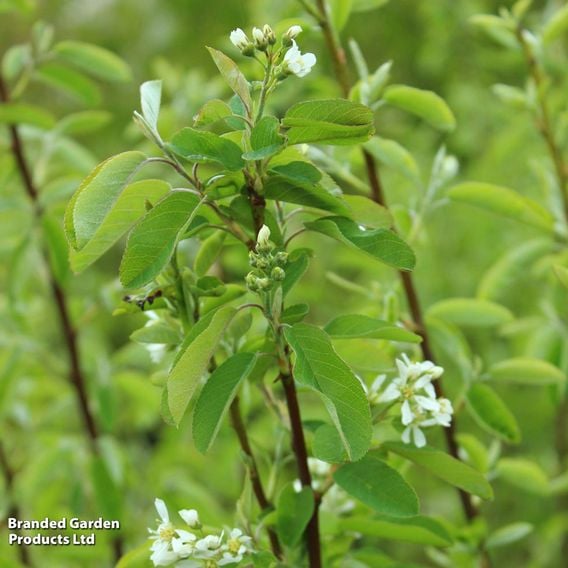 Amelanchier 'Rainbow Pillar' (Mature Tree)