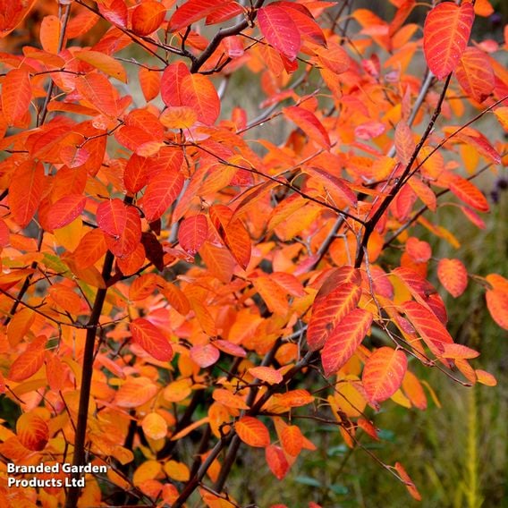 Amelanchier 'Rainbow Pillar' (Mature Tree)