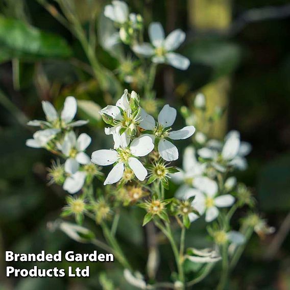 Saskatoon Berry