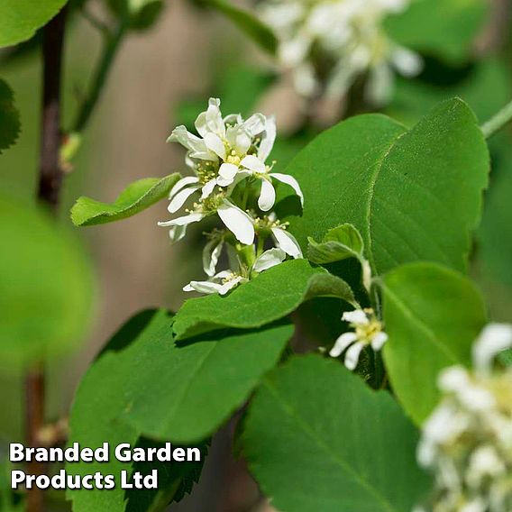 Saskatoon Berry
