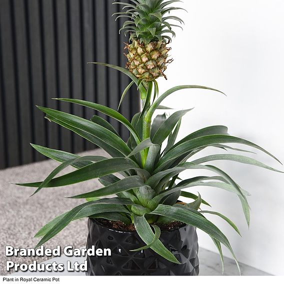 Houseplant Pineapple