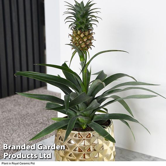 Houseplant Pineapple