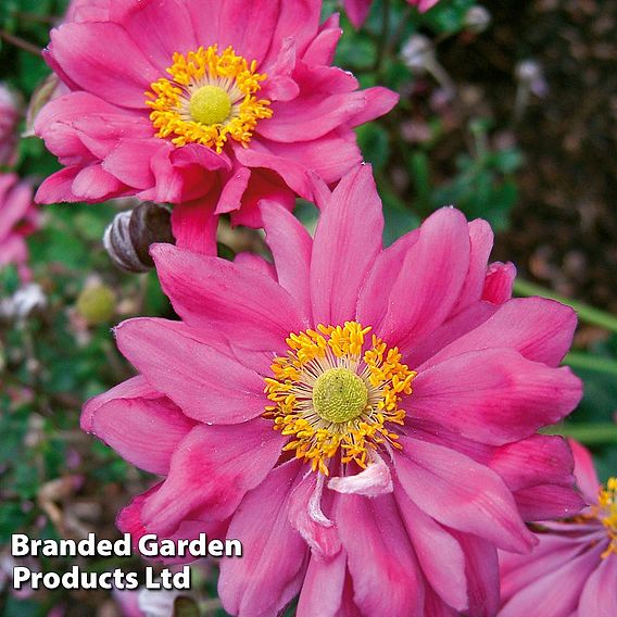 Anemone Trio