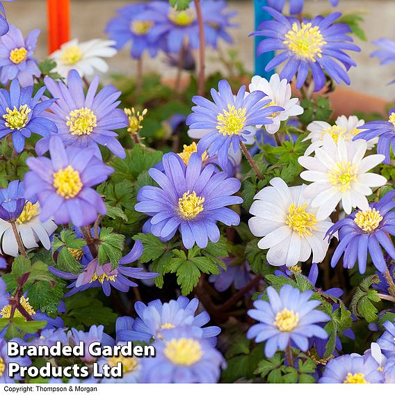 Anemone blanda