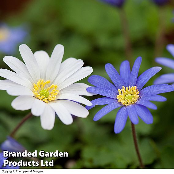 Anemone blanda