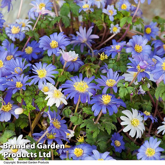 Anemone blanda