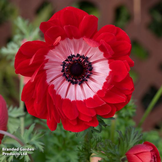 Anemone coronaria 'Harmony Double Scarlet'