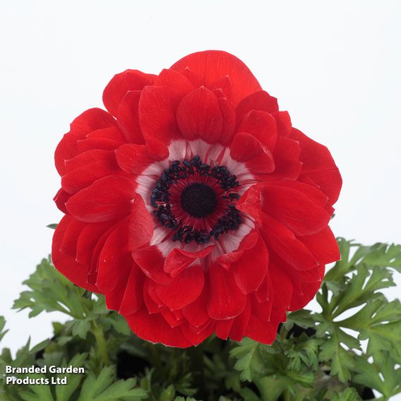 Anemone coronaria 'Harmony Double Scarlet'