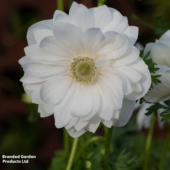 Anemone coronaria 'Harmony Double White'
