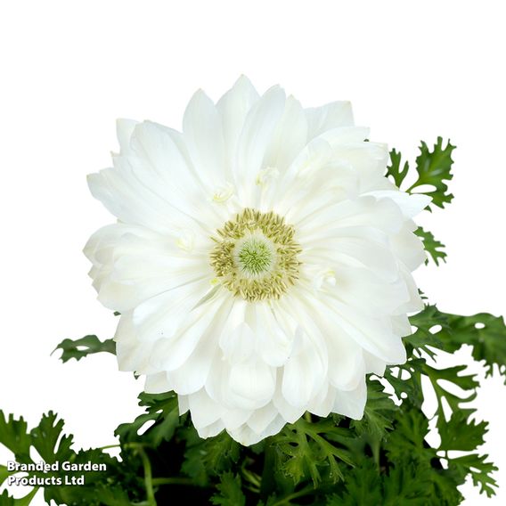 Anemone coronaria 'Harmony Double White'