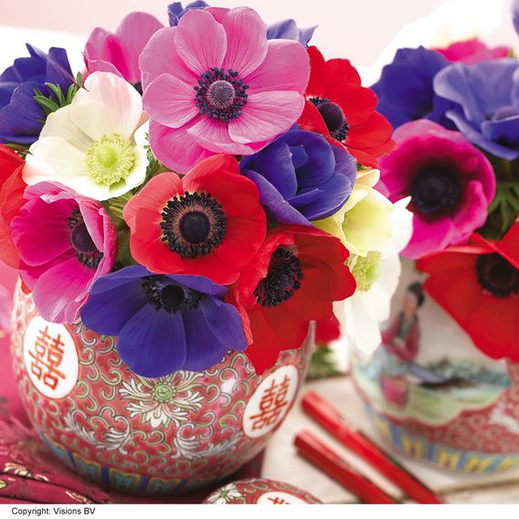 Summer Crazy Colour Collection