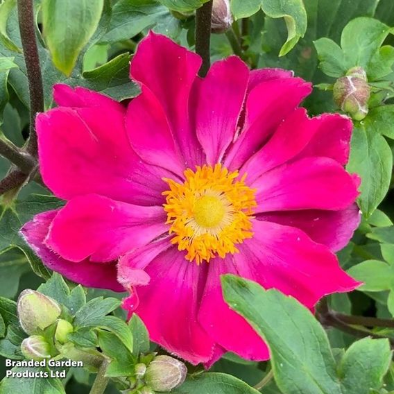 Anemone hupehensis 'Fantasy™ Ariel'