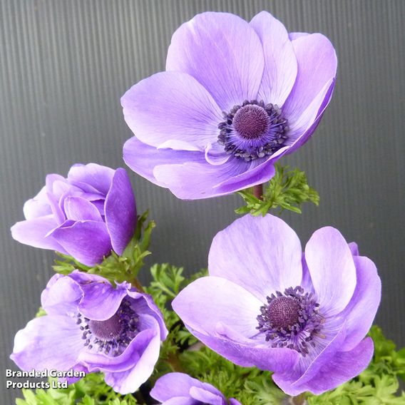 Anemone coronaria 'Harmony Blue'