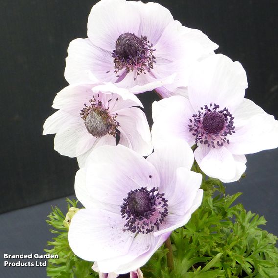 Anemone coronaria 'Harmony Pearl'