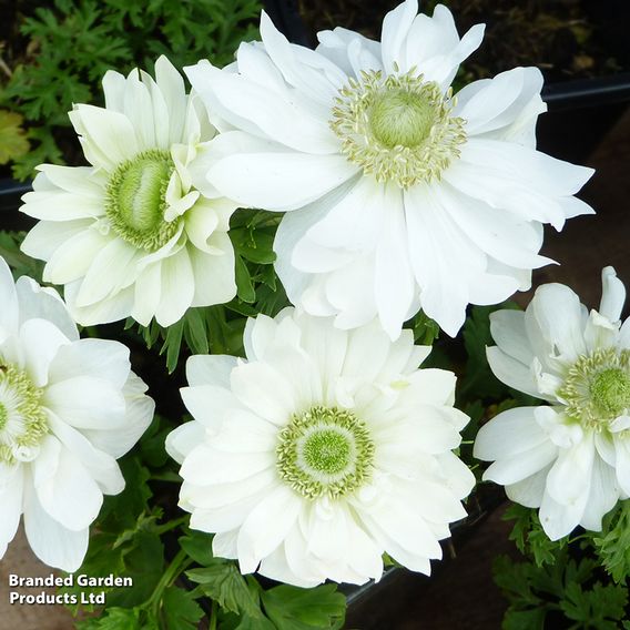Anemone coronaria 'Harmony Double White'