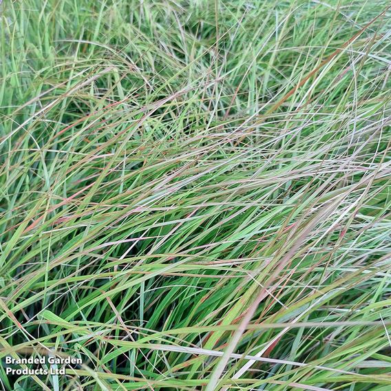 Anemanthele lessoniana