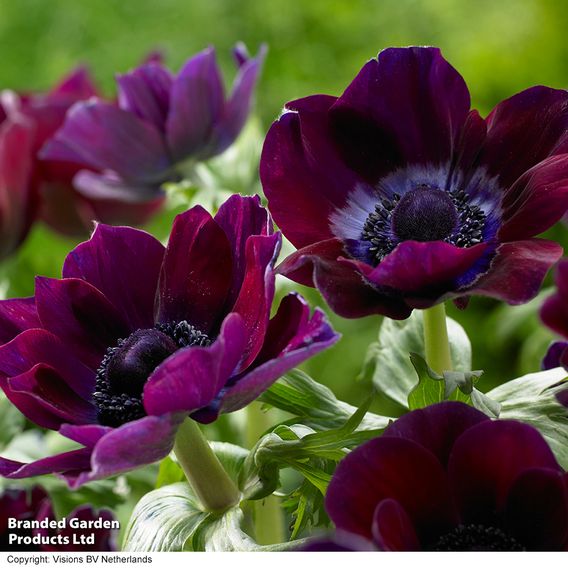 Anemone coronaria 'Meron Bordeaux'