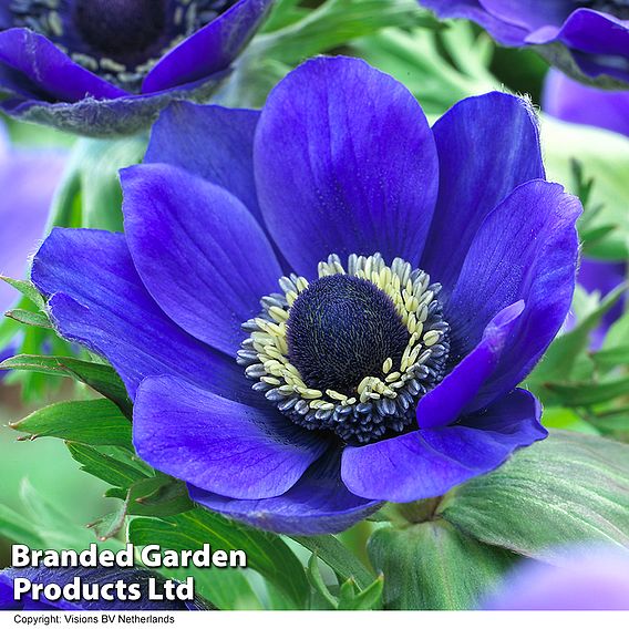 Anemone coronaria 'Mr Fokker' (De Caen Group)