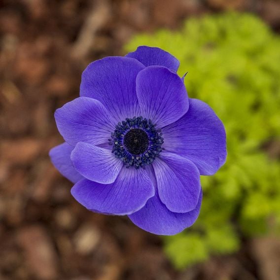 Anemone coronaria 'Mr Fokker' (De Caen Group)
