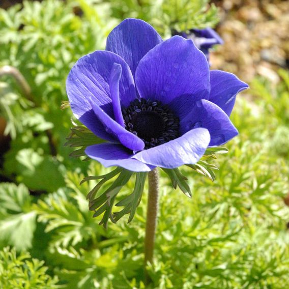 Anemone coronaria 'Mr Fokker' (De Caen Group)