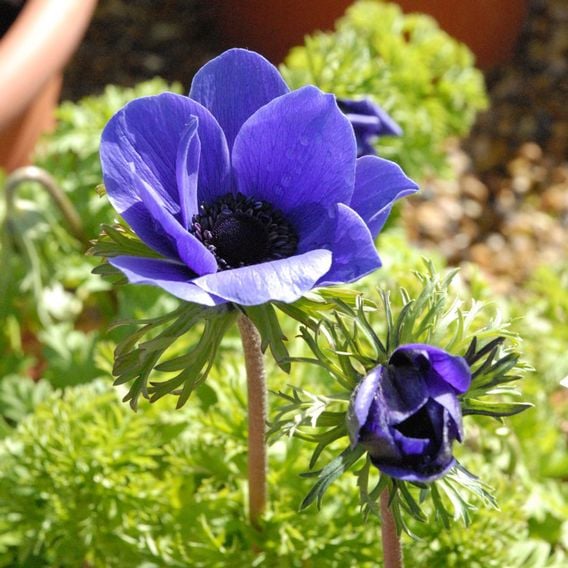Anemone coronaria 'Mr Fokker' (De Caen Group)