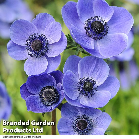 Anemone coronaria 'Mr Fokker' (De Caen Group)