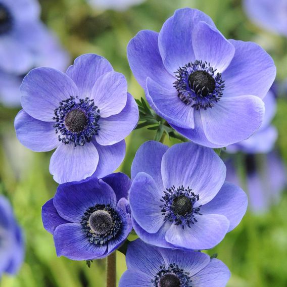 Anemone coronaria 'Mr Fokker' (De Caen Group)