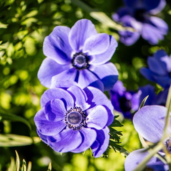 Anemone coronaria 'Mr Fokker' (De Caen Group)