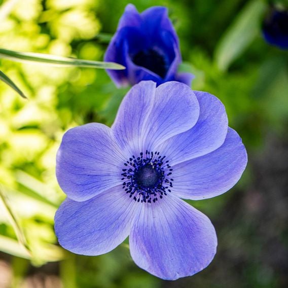 Anemone coronaria 'Mr Fokker' (De Caen Group)