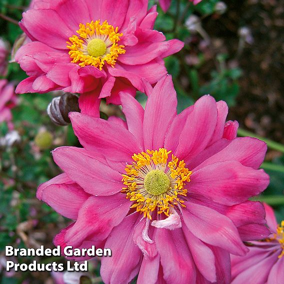 Anemone hupehensis var. japonica 'Prinz Heinrich'