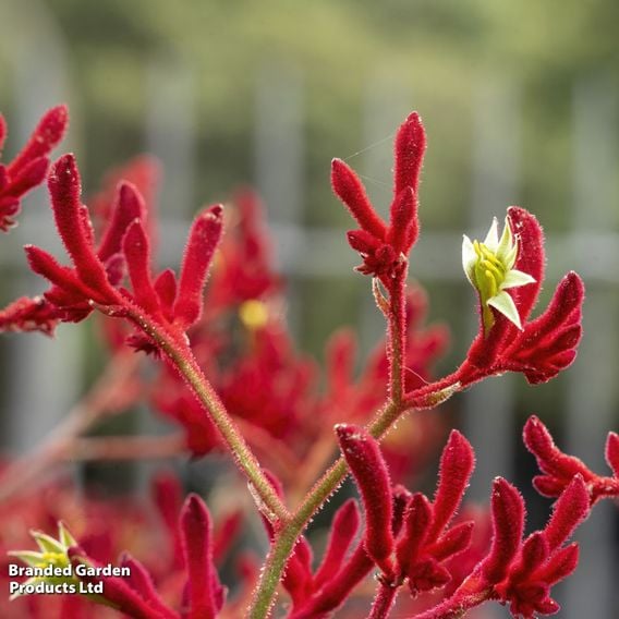 Anigozanthos Hybrids Mix