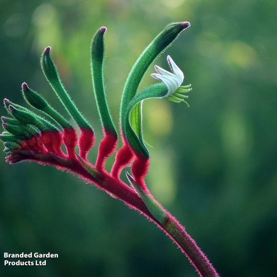 Anigozanthos Hybrids Mix
